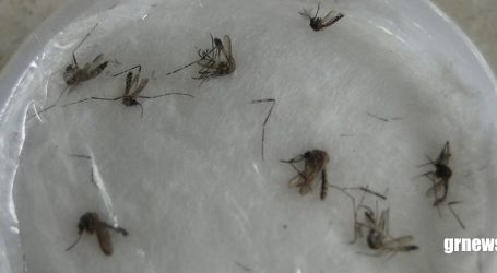 Minas Gerais vive segunda maior epidemia de Dengue com 460.721 casos; Pará de Minas chega a quase 3 mil notificações