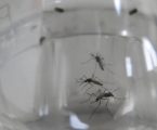 GRNEWS TV: Método Wolbachia avança e reforça novas estratégias contra o mosquito transmissor da Dengue