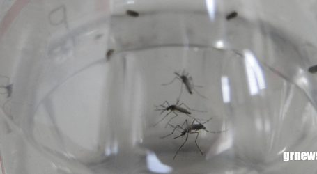Rio de Janeiro faz nova soltura de mosquitos usados no combate à dengue