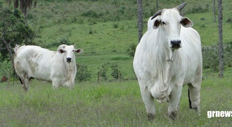 Polícia Civil monitora crimes de furto de gado na região de Pará de Minas e dá dicas de prevenção a produtores rurais