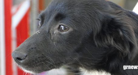 Cães e gatos em busca de um novo lar: SOS Bichinho confirma data de mais uma feira de adoção