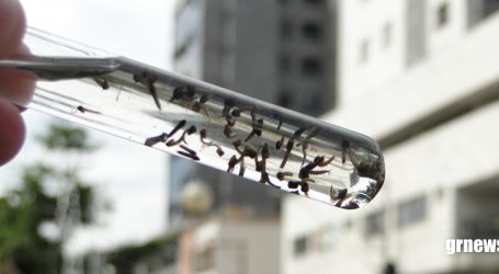 Focos de larvas do mosquito transmissor da Dengue aumentam no período chuvoso