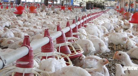 Confirmado: 100% das granjas avícolas da região de Pará de Minas se adequaram às normas de biosseguridade
