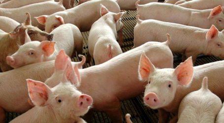 Peste Suína Africana na China contribui para aumento da exportação de carne produzida no Brasil