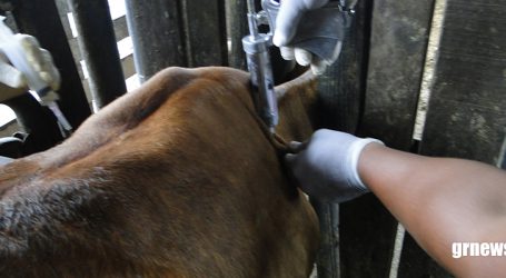 Mais de 80 mil animais foram vacinados contra a febre aftosa na região de Pará de Minas. Campanha acaba sexta-feira