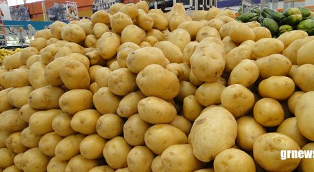 Projeto experimental dá resultado e pode aumentar cultivo de batata para a merenda escolar em Pará de Minas