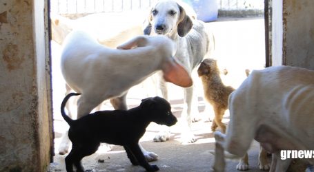 Aberto cadastro para mutirão de castração de cães e gatos em Pará de Minas