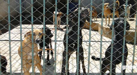 Município aguarda aprovação de projeto para realizar obra de adequação e castrar animais no CCZ