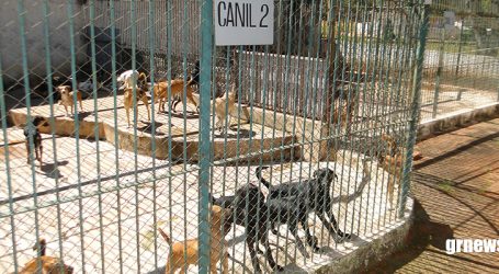 Programa de castração de animais continua em Pará de Minas; proprietários podem fazer contato com o CCZ
