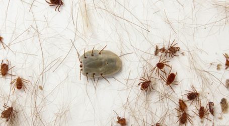 GRNEWS TV: Expansão urbana aumenta risco de febre maculosa em Pará de Minas