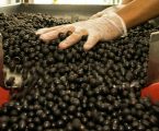 Açaí é oficializado como fruto nacional em estratégia para blindar a biodiversidade brasileira