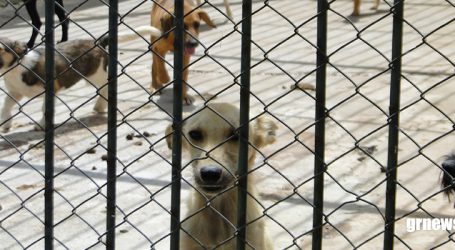 Câmara Municipal vota projeto que cria Banco de Ração para ajudar protetores de animais em Pará de Minas