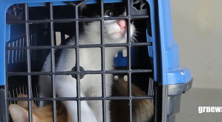 Pará de Minas fará repescagem da vacinação de cães e gatos contra a raiva animal para se aproximar da meta