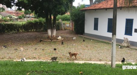 Aumento da população de gatos nas ruas de Pará de Minas preocupa e biólogo alerta para risco de doenças