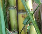 Lavouras mineiras de cana-de-açúcar devem atingir patamar histórico de produção no ciclo atual