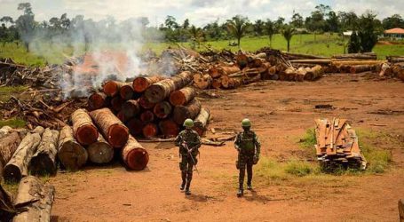 Prazo para aderir ao controle do desmatamento na Amazônia será aberto dia 12 de abril