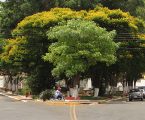 GRNEWS TV: Ativista ambiental alerta sobre manejo correto e riscos oferecidos por árvores de grande porte na Praça Santo Antônio