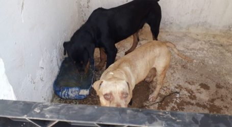 Menina atacada por cães em Pará de Minas passa por cirurgia em BH e quadro clínico ainda é muito grave