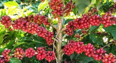 Exportações de café de MG para a China cresceram quase 4.000% em 10 anos