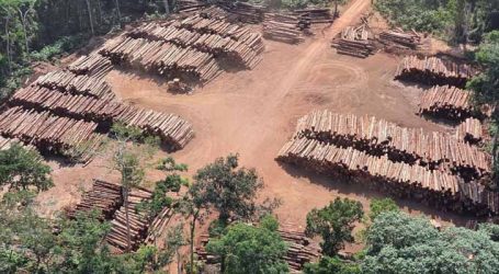 Supremo dá prazo para governo federal cumprir metas contra o desmatamento na Amazônia