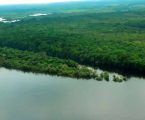 Amazônia abriga 15% das espécies de peixes do planeta