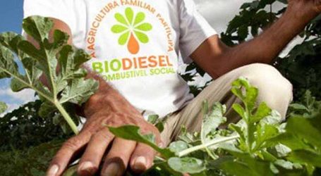 Selo pode ampliar presença da agricultura familiar na produção de biodiesel