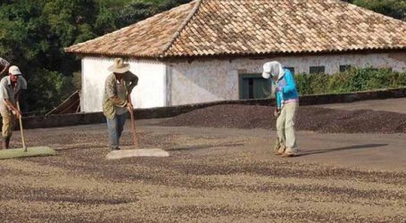 Produtores mineiros recebem orientações para colheita do café