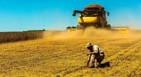 Soja brasileira domina mercado chinês após suspensão de compras americanas