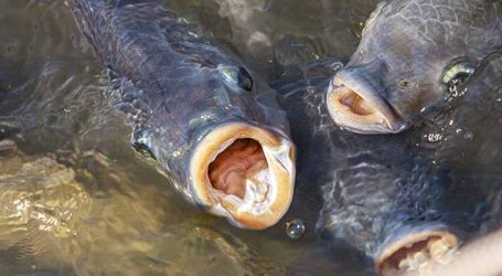 Governo de Minas retira incentivo fiscal para tilápias importadas