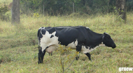 IMA convoca produtores para vacinar bovinos e bubalinos contra a brucelose