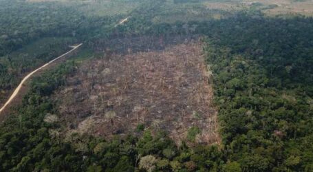 Pesquisadores brasileiros alertam que Amazônia corre risco de entrar em colapso em 2050