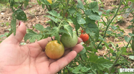 GRNEWS TV: Produção de tomate registra queda significativa na região de Pará de Minas