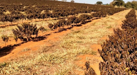 Emater-MG dá dicas para agricultores evitarem perdas nas plantações devido ao tempo seco e frio