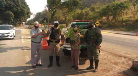 Dia da Árvore é marcado por doações de ipês-mirins a motoristas que trafegavam pela rodovia MG-431