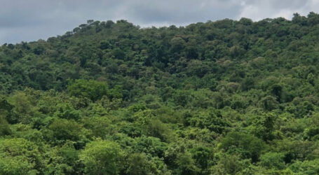 Houve desrespeito a requisito legal, diz promotor de Meio Ambiente sobre desmatamento na Trilha do Carrapato