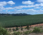 Ministério da Fazenda estuda a criação de Fundo Garantidor para mitigar endividamento no agronegócio