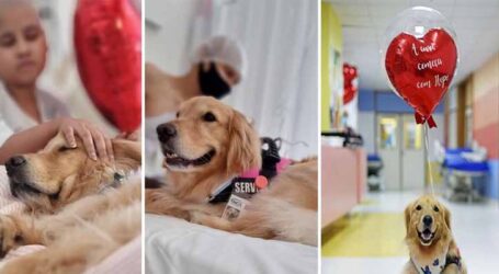 GRNEWS TV: Veterinária alerta tutores sobre riscos de cadelas apresentarem câncer de mama