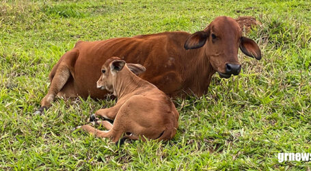 Pecuaristas mineiros têm até esta quarta-feira para vacinarem bezerras contra brucelose