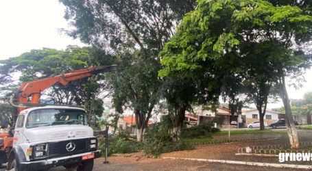 Programa Emergencial de Manejo Sustentável da Arborização Urbana pretende proporcionar mais segurança aos paraminenses