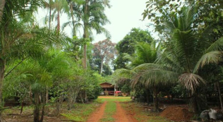 Abertas inscrições para curso gratuito de Agrofloresta promovido pela Secretaria de Meio Ambiente