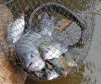 Alerta na piscicultura brasileira com a descoberta de bactéria que afeta criações de peixes