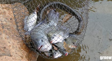 GRNEWS TV: Período da Piracema restringe a pesca de peixes nativos em MG