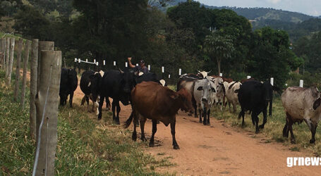 GRNEWS TV: Pecuaristas mineiros devem vacinar fêmeas bovinas e bubalinas contra a Brucelose