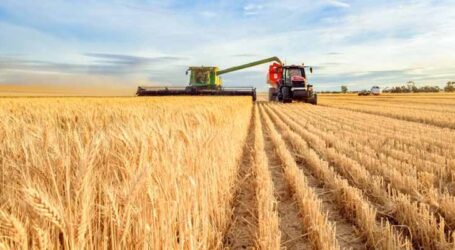 Valor da produção agrícola cai 2,3% em 2023, após seis anos em alta