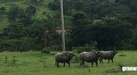 IEF divulga edital de notificação de análises do Cadastro Ambiental Rural