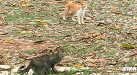 Prefeitura inicia processo para construir Centro de Controle Populacional de cães e gatos