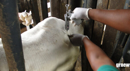 Vacinação em bovinos contra febre aftosa será suspensa em 16 estados e no DF