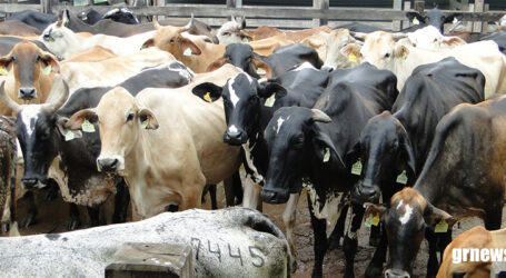 IMA alerta que vacinação de bovinos e bubalinos contra a brucelose e raiva animal continua sendo obrigatória