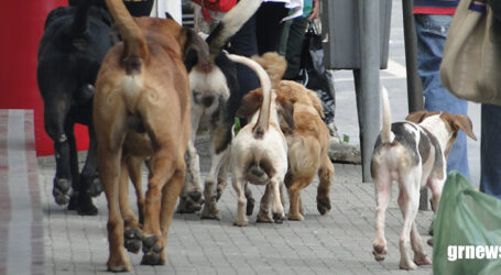 Sancionada lei que abre crédito para início das obras de construção da UPA Animal em Pará de Minas