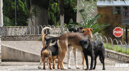 Equipe está preparada para operacionalizar a UPA Animal em Pará de Minas, diz secretário